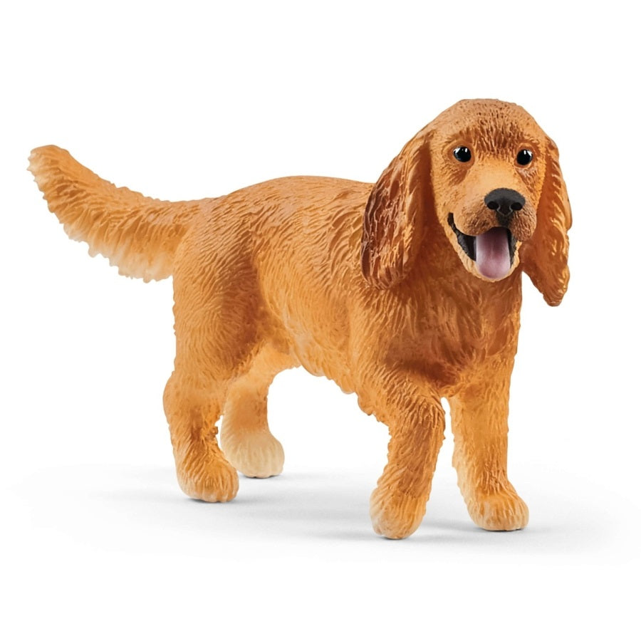 Angielski cocker spaniel SLH13896