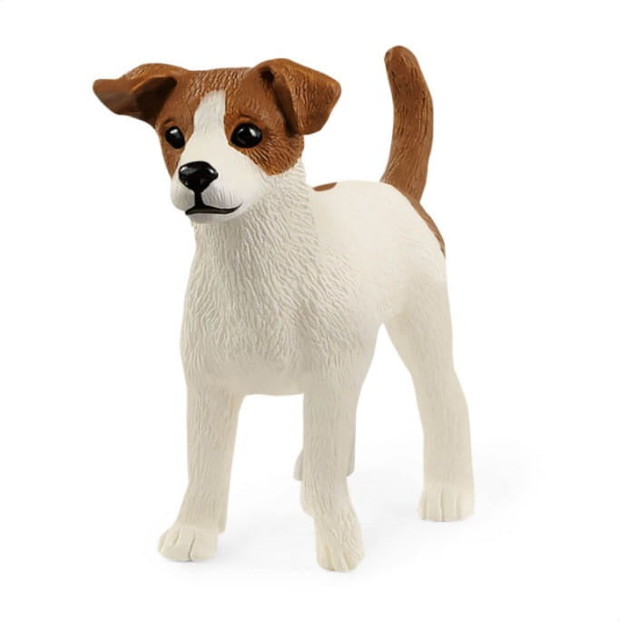 Jack Russell terrier SLH13916