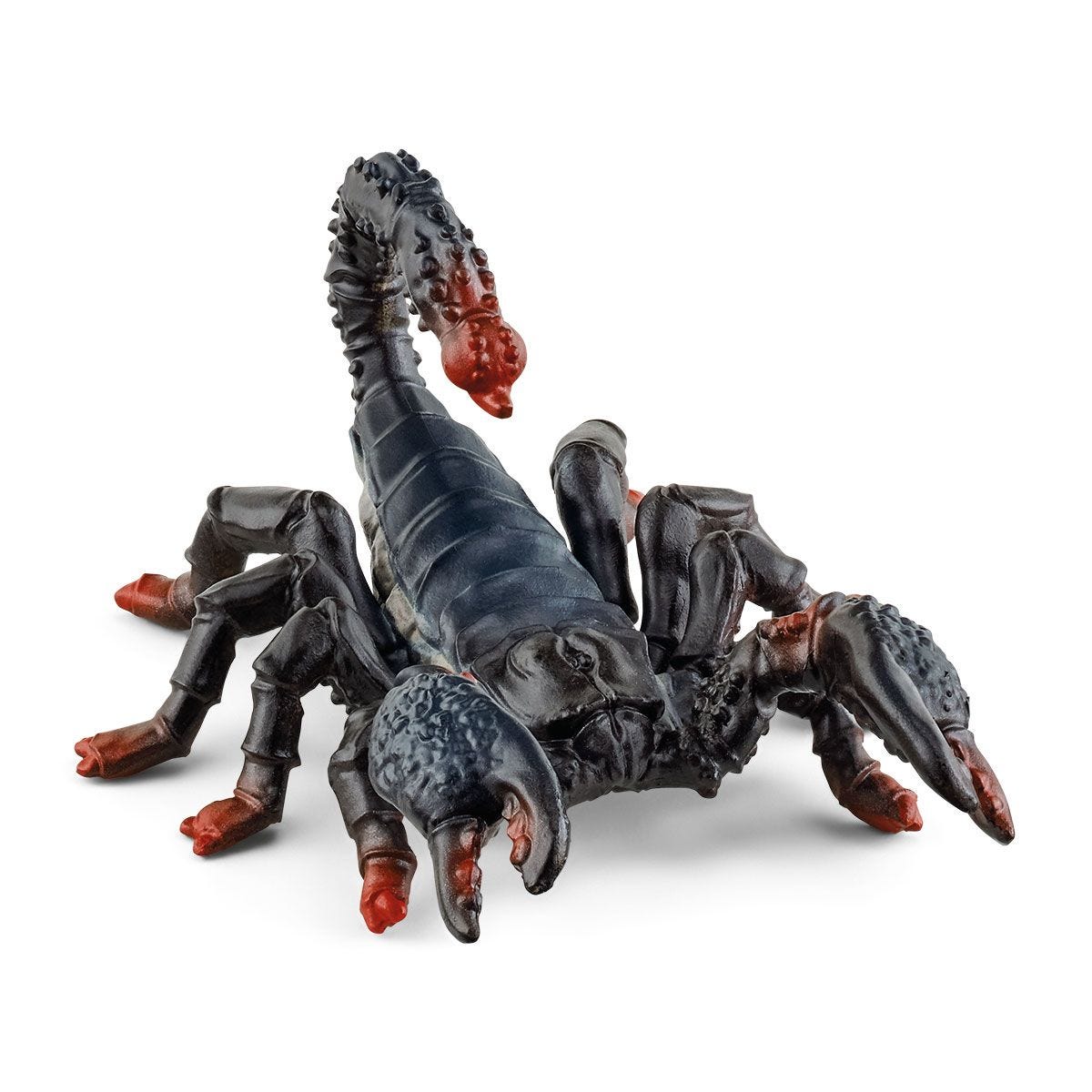 Skorpion cesarskiSLH14857