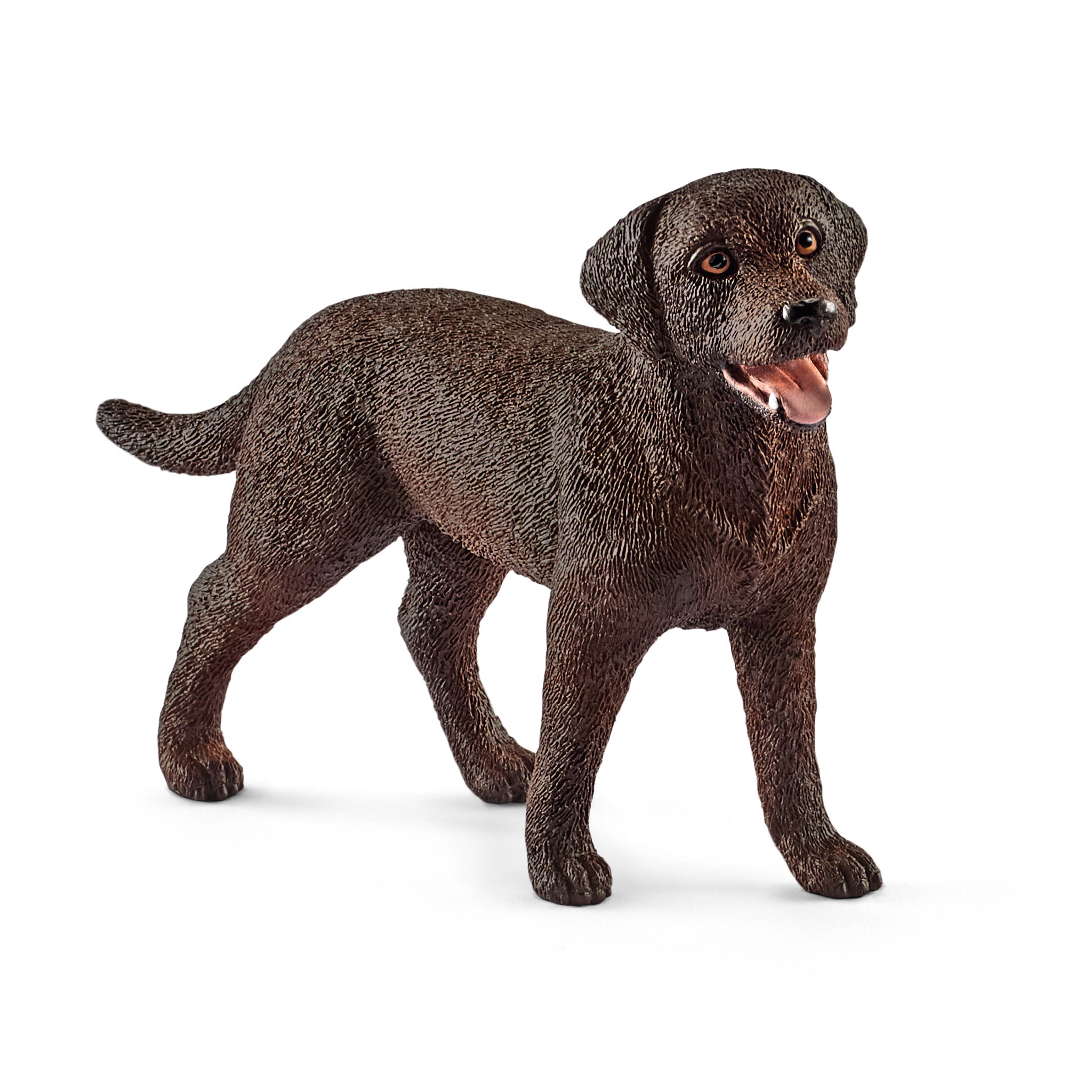 Labrador retrieve suczka SLH13834