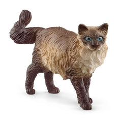 Kot ragdoll SLH13940