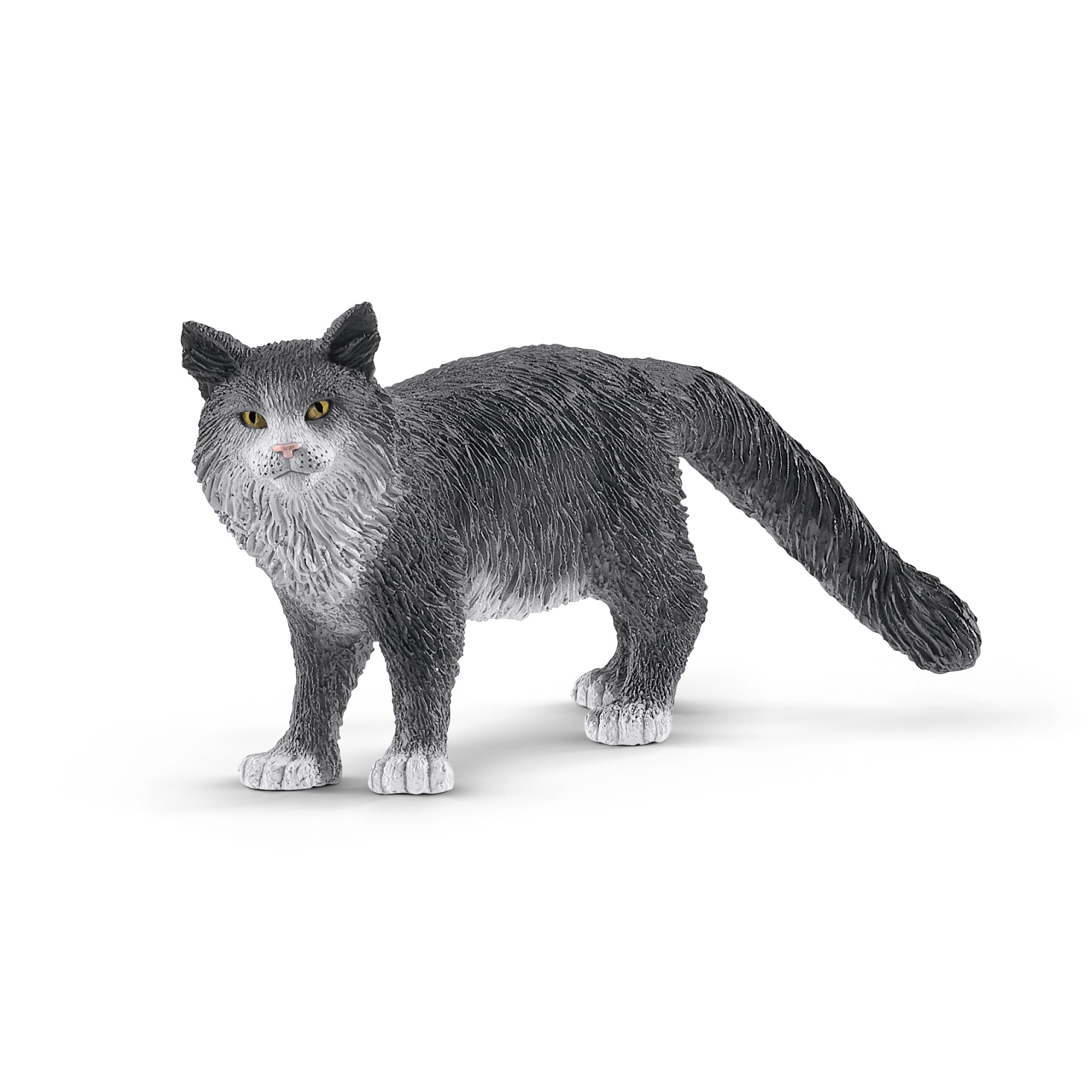 Kot maine coon SLH13893