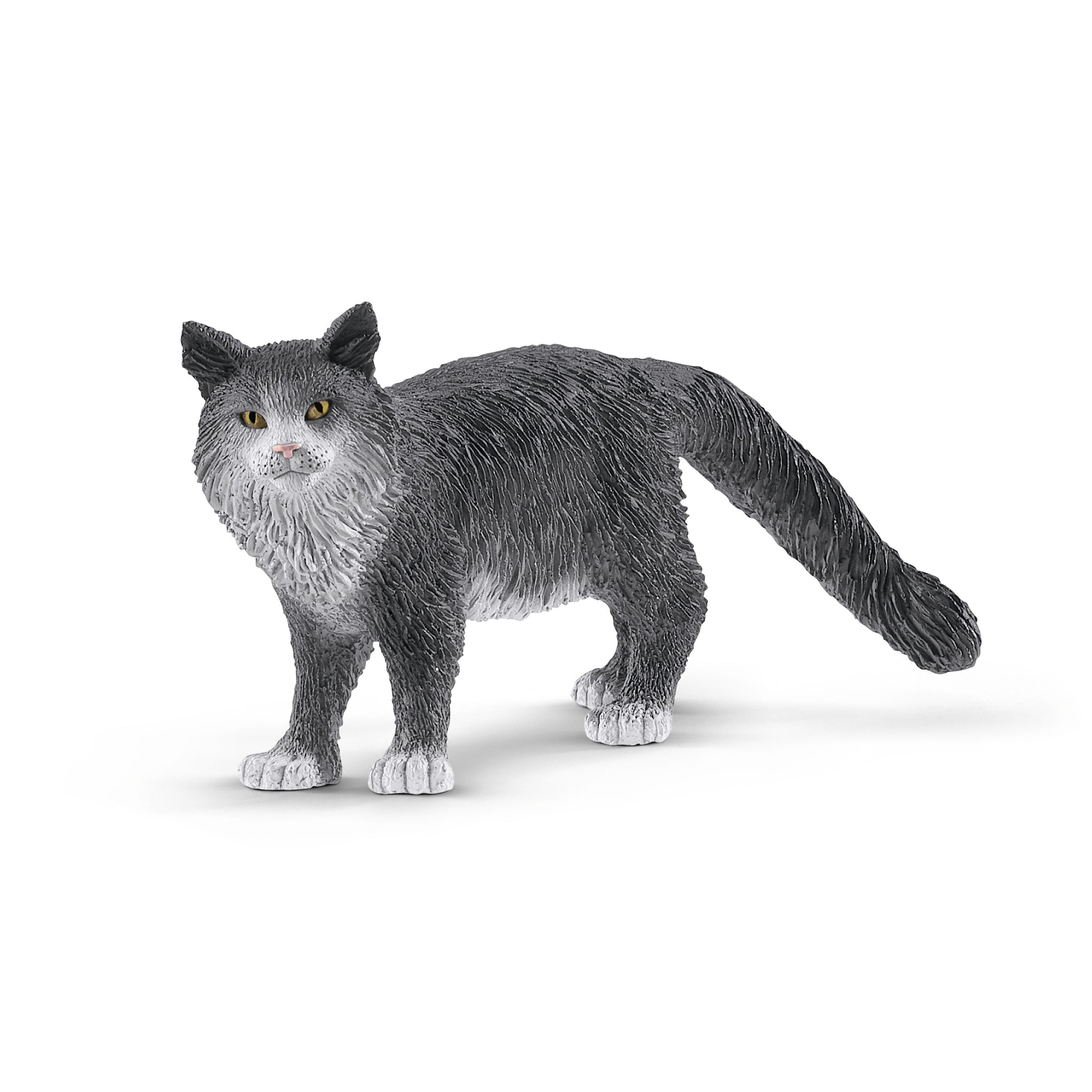 Kot maine coon SLH13893