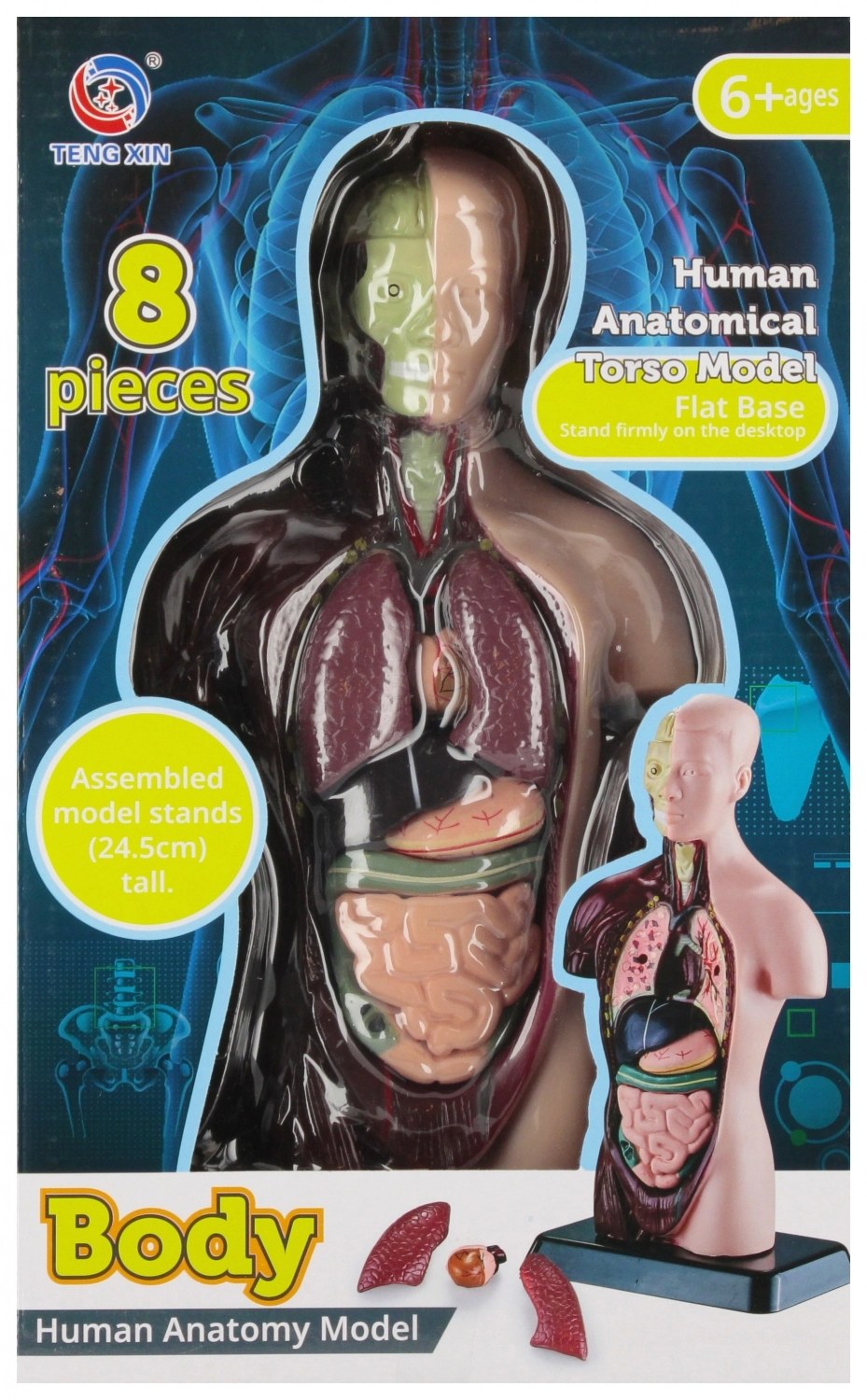 Zestaw Naukowca Anatomia Człowieka