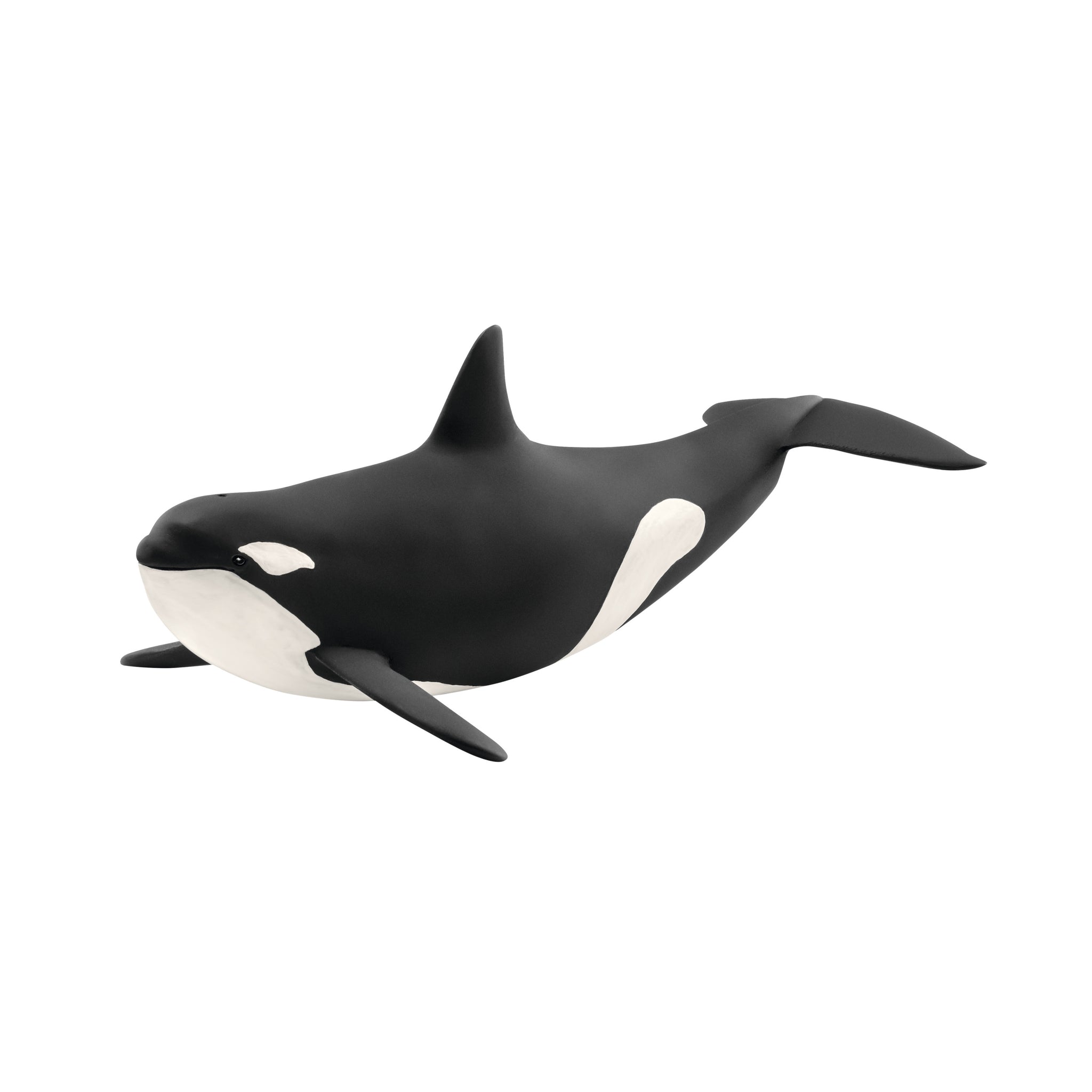 Orka oceaniczna SLH14807
