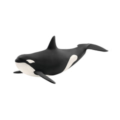 Orka oceaniczna SLH14807