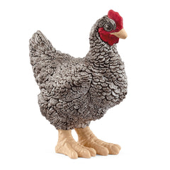 Kura rasy Plymouth Rock Farm World SLH13997